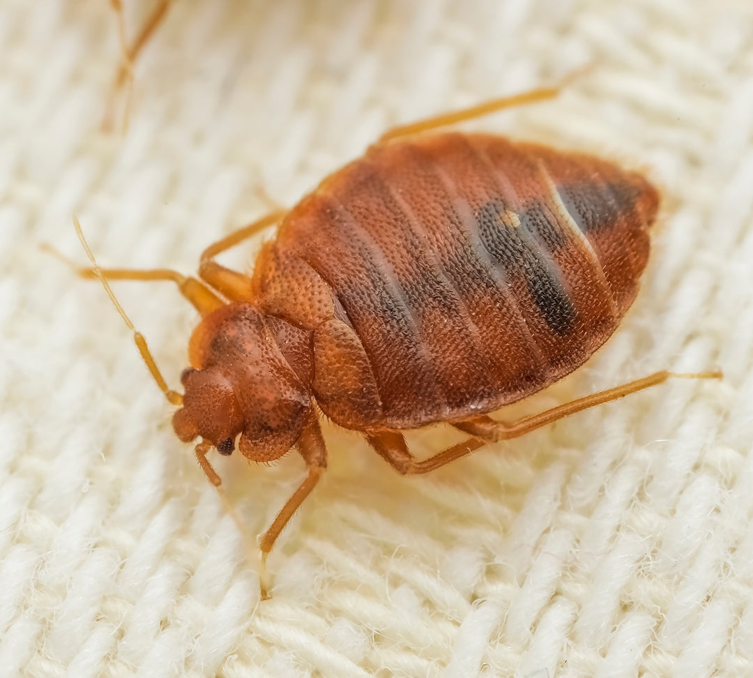 Pests - Odor Getxent tubes