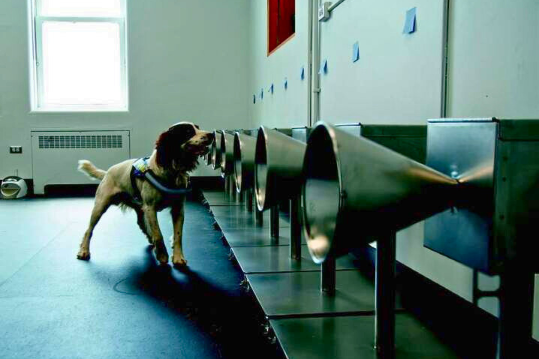 The ability of biodetection canines to detect COVID-19 odours from clinical samples