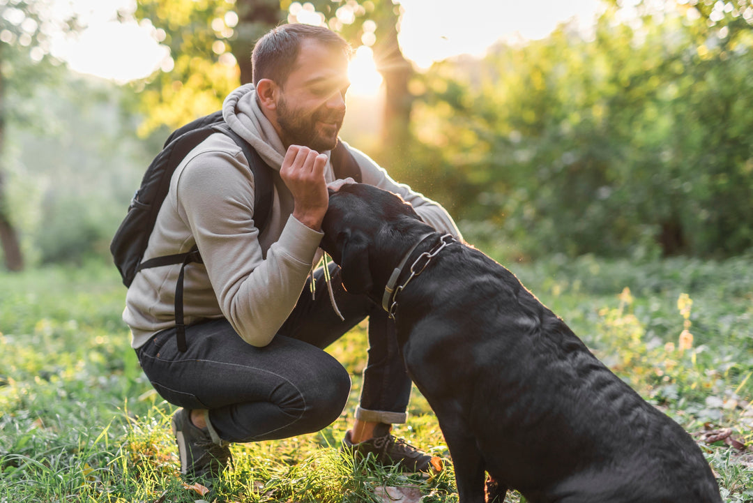 Development of an automated human scent olfactometer and its use to evaluate detection dog perception of human scent