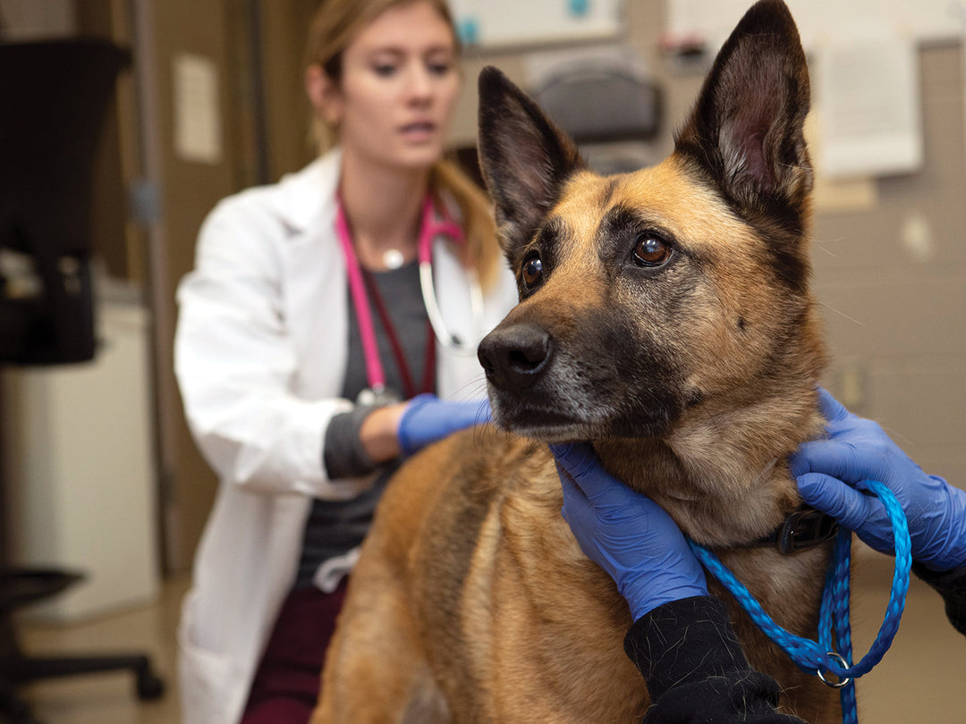 Viki Price and Dr. Melissa Andruzzi at the Texas A&M Veterinary Medical Teaching Hospital