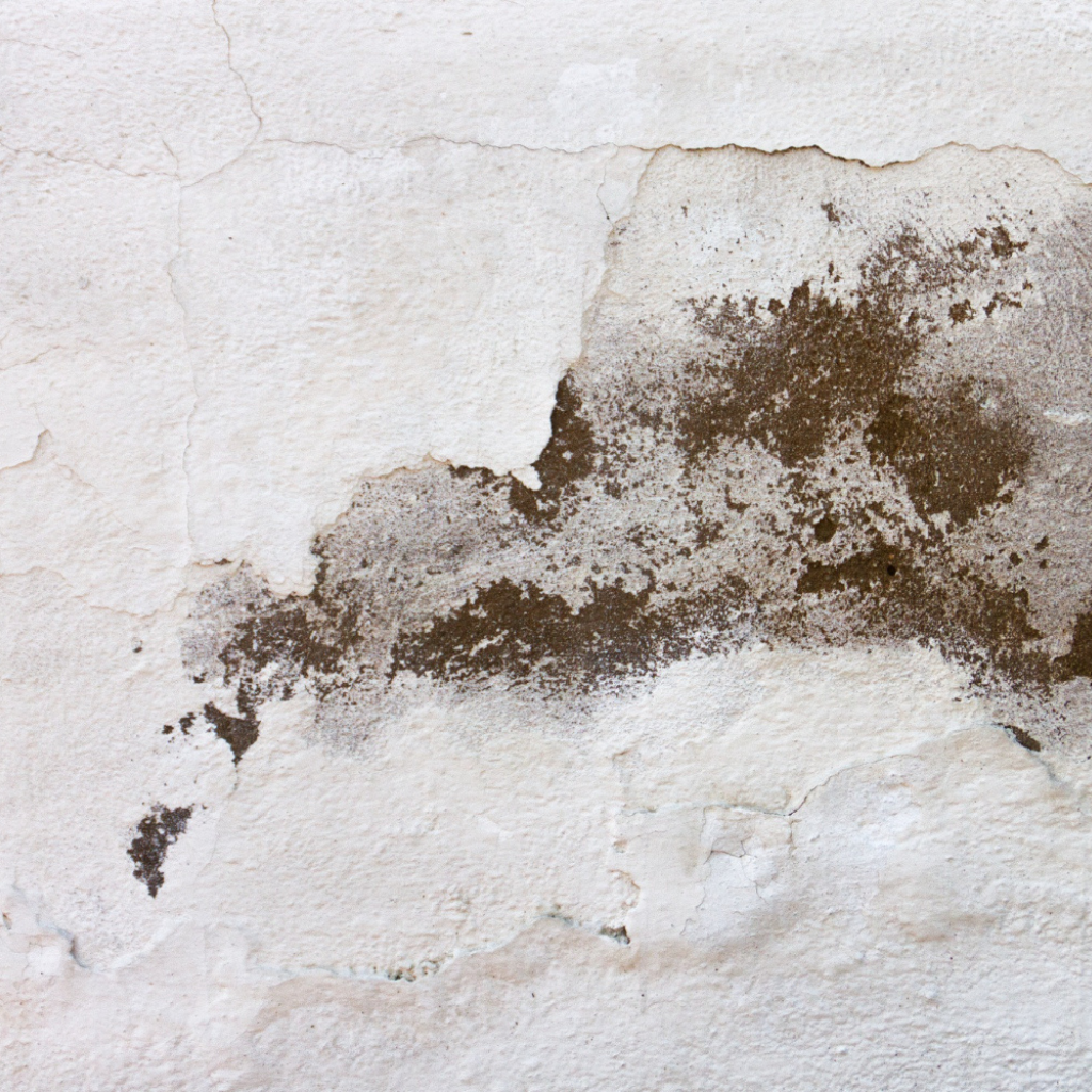 Mold growth on a textured white wall